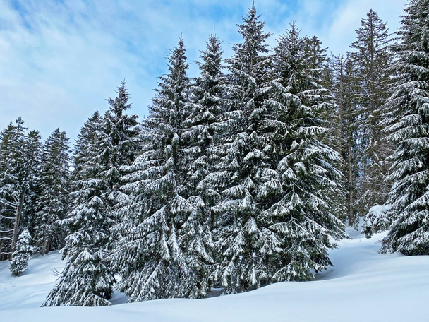 Schilderachtige luifels van alpiene bomen in een typische winterse sfeer na zware sneeuwval in de Zwitserse Alpen, Schwaegalp bergpas - Kanton Appenzell Ausserrhoden, Zwitserland (Schweiz) - Foto, afbeelding