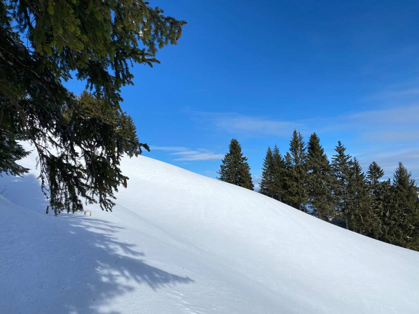 Γραφικά στέγαστρα αλπικών δέντρων σε μια τυπική χειμερινή ατμόσφαιρα μετά από έντονη χιονόπτωση στις Ελβετικές Άλπεις, Schwaegalp mountain pass - Καντόνιο Appenzell Ausserrhoden, Ελβετία (Schwiz) - Φωτογραφία, εικόνα