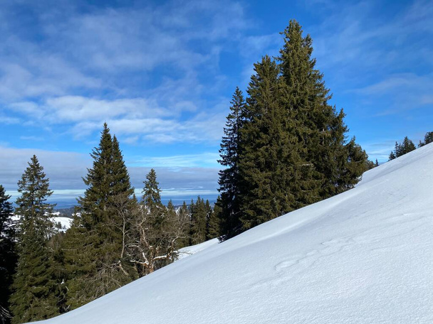 Pintorescas copas de árboles alpinos en un ambiente típico de invierno después de fuertes nevadas en los Alpes suizos, paso de montaña Schwaegalp - Cantón de Appenzell Ausserrhoden, Suiza (Schweiz) - Foto, imagen