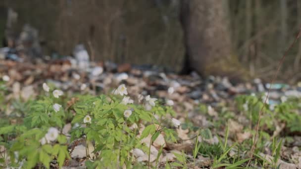 Anemonenblüten wachsen im Wald inmitten des Plastikmülls. Die Natur gibt ihre - Filmmaterial, Video