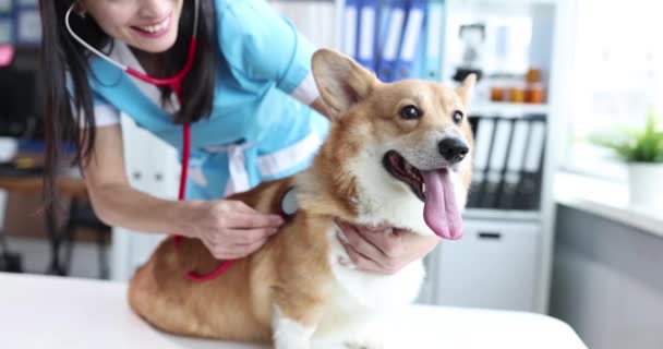 Женщина-ветеринар слушает собаку со стетоскопом в клинике 4К фильма - Кадры, видео