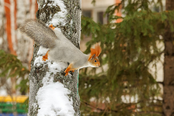 Grandes y hermosas ardillas en abrigos de piel brillante con colas esponjosas se sientan en árboles cubiertos de nieve y rápidamente hacen clic en semillas y nueces. - Foto, Imagen