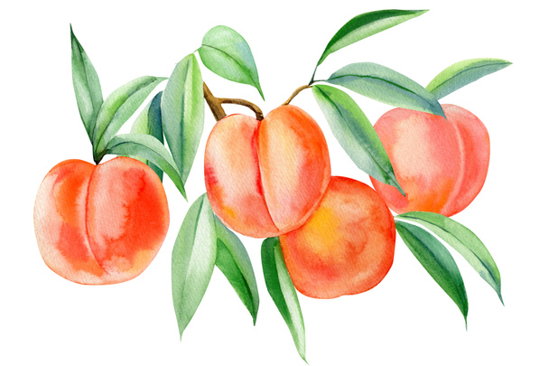 桃の木の切り立った白い背景に水彩画 - 写真・画像