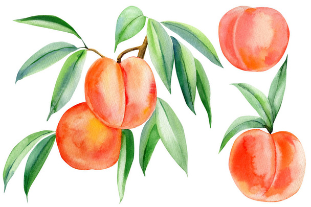 Peaches on a twig, leaves, fruit isolated white background, watercolor painting. Print for fabrics, packaging paper - Foto, immagini