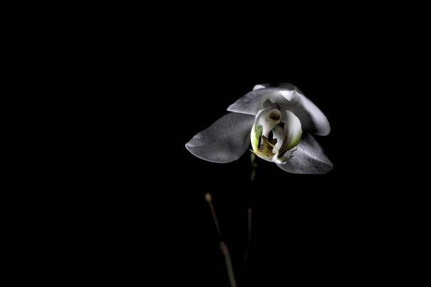 Fehér phalaenopsis orchidea a sötétben - Fotó, kép