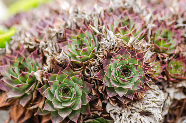 The common houseleek, perennial herbaceous ornamental plant. - Photo, Image