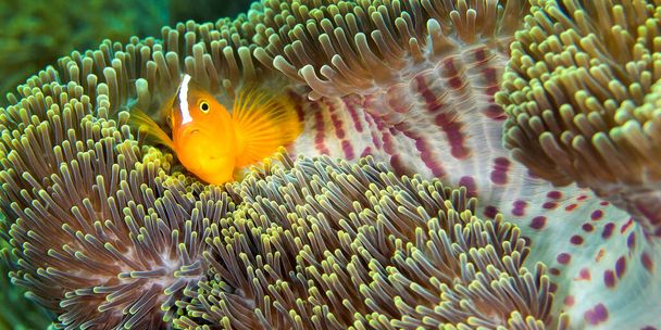 Eastern Shunk Anemonfish, Amphiprion sandaracinos, Magnificent Sea anemone, Ritteri anemone, Heteractis magnifica, Lembeh, North Sulawesi, Indonesia, Asia - Фото, изображение
