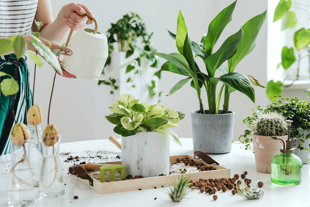 Beautiful process of home gardening. Young woman gardener takes care of green plants in stylish marble ceramic pots on the white wooden table. Plants love. Concept of home garden. Spring time. Stylish interior with a lot of plants. Taking care of hom - Фото, зображення
