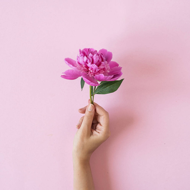 Γυναικείο χέρι που κρατά ροζ παιώνιος λουλούδι σε ροζ φόντο - Φωτογραφία, εικόνα