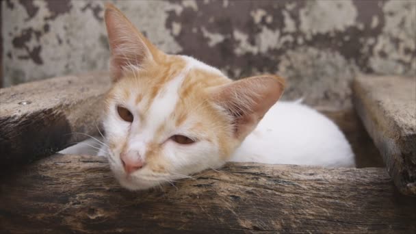 Kočka ležící na log - Záběry, video