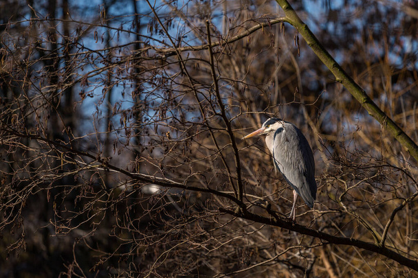 gray heron in the trees - Photo, Image