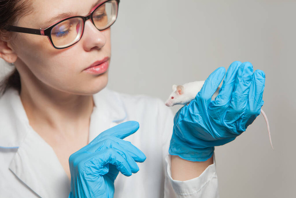 A small white laboratory mouse with red eyes in the hand of a scientist in a blue rubber glove. Woman puts experiments on a laboratory mouse. - Foto, Imagem