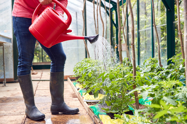 Крупним планом людина поливає томатні рослини в теплиці вдома
 - Фото, зображення