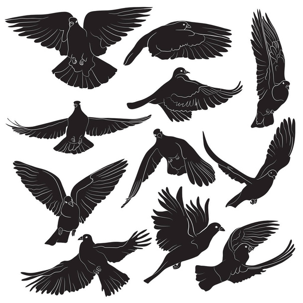 Conjunto de silhuetas de aves voadoras isoladas. Ilustração vetorial - Vetor, Imagem