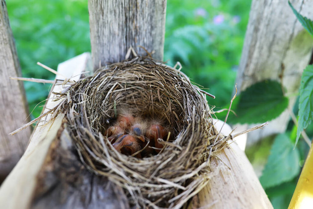 Φωλιά πουλιών με απογόνους στις αρχές του καλοκαιριού. Αυγά και νεοσσοί μικρού πουλιού. Στάρλινγκ. Ταΐζει τους νεοσσούς. - Φωτογραφία, εικόνα