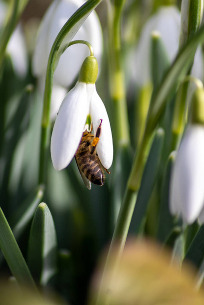 Ο επικονιαστής μελισσών στην πρώτη ανοιξιάτικη χιονοπτώσεις λουλούδια συλλέγει γύρη και νέκταρ για το εποχιακό μέλι το Φεβρουάριο με λευκά πέταλα και λευκά άνθη σε μακροσκοπική θέα με ωραίο bokeh και πολύ χώρο αντίγραφο - Φωτογραφία, εικόνα