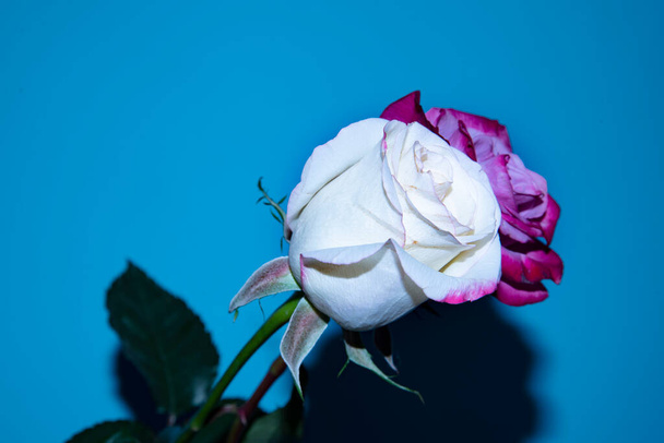 όμορφα τριαντάφυλλα λουλούδι, close up view, καλοκαίρι έννοια - Φωτογραφία, εικόνα