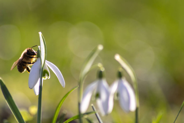 Honey bee pollinator on first spring snowdrops flowers collects pollen and nectar for seasonal honey in february with white petals and white blossoms in macro view with nice bokeh and a lot copy space - Photo, Image