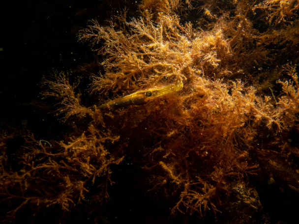  A close-up picture of a straightnose pipefish, Nerophis ophidion, among seaweed and stones - Photo, Image