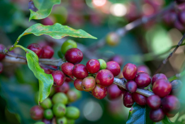 Primer plano de granos de café maduros en el árbol. Estado de Minas Gerais, Brasil
 - Foto, imagen