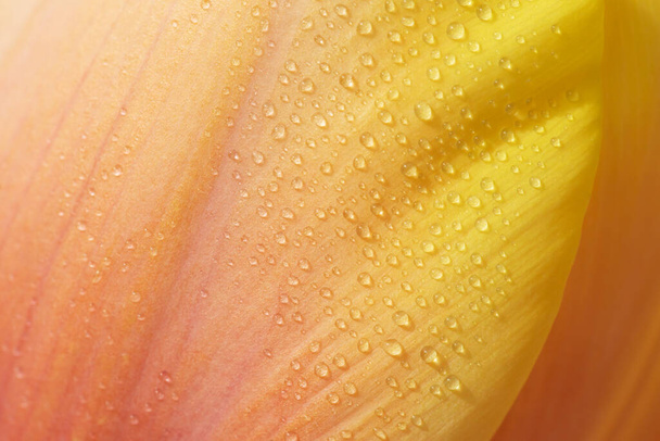 Lale yapraklarının saf su damlacıklarıyla sarı-turuncu eğimli arkaplanı. Makro görünüm. - Fotoğraf, Görsel
