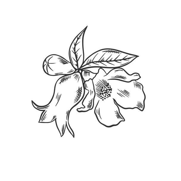 Pomegranate flower hand drawn sketch - Вектор,изображение