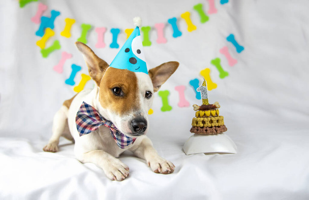 Dog breed Jack Russell Terrier lies on a white background with a garland in the form of bones in a  blue cap and the bow tie next to a birthday cake, looks to the camera - Photo, Image