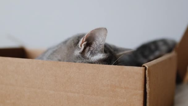 Portrait de chat gris domestique détendu avec des rayures posées jouant dans une boîte en carton - Séquence, vidéo