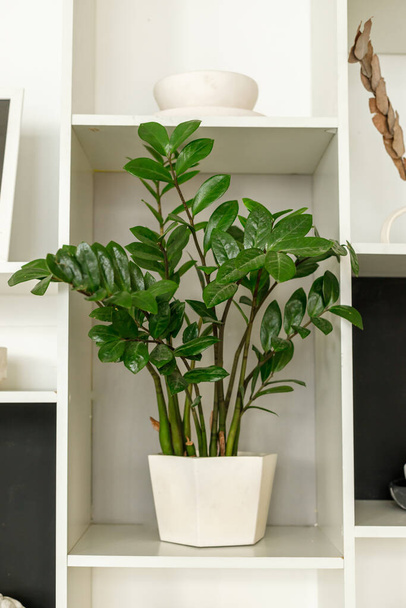 Home groene plant in een plank op een plank in het interieur. Hoge kwaliteit foto - Foto, afbeelding