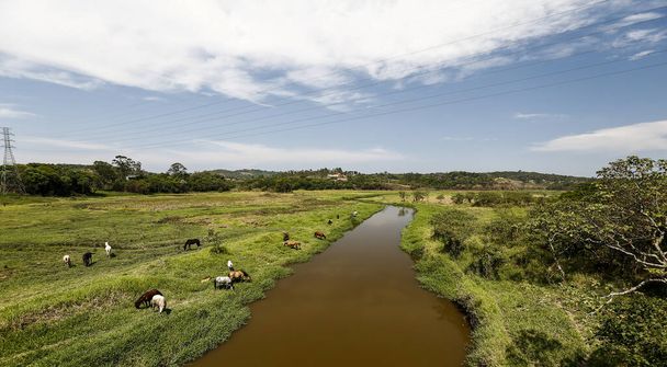 Chevaux broutant dans l'herbe verte de la prairie fluviale, dans la campagne du Brésil
 - Photo, image