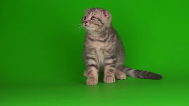 γατάκι γκρι γάτα lop-eared βρετανικό σε μια πράσινη οθόνη υποβάθρου - Πλάνα, βίντεο