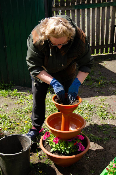 Caucasian senior female in gloves replanting flowers in the pot. Closeup of womans hands planting flowers into the ground. Retired gardener transplants bright flowers in the garden. Gardening concept. - Photo, Image