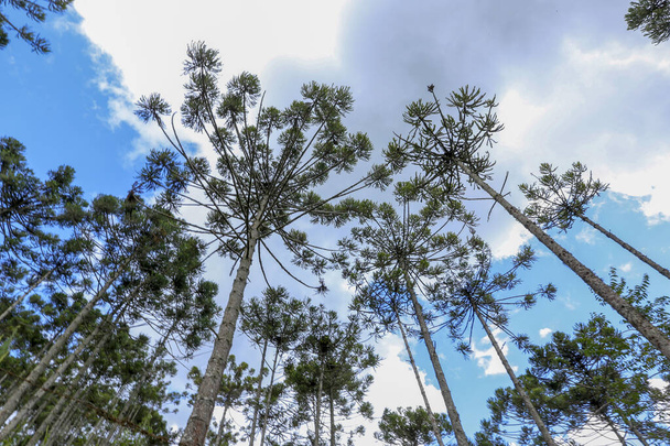 ブラジル松の森、ブラジル南部の山岳地帯の木のシンボル - 写真・画像