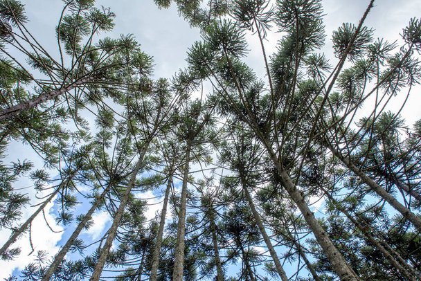 Braziliaanse dennenbos, symbool van de boom van de bergregio's van de Braziliaanse - Foto, afbeelding