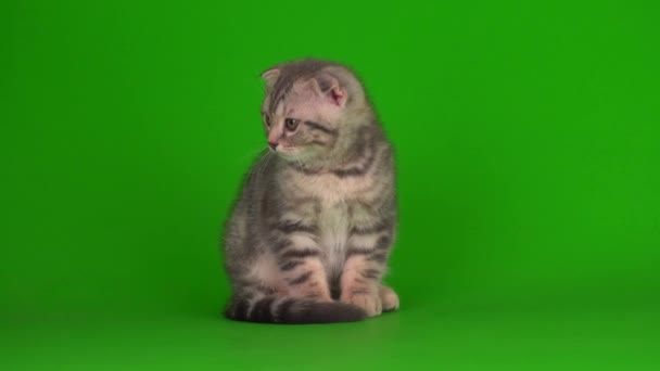 gatinho cinza gato lop-eared britânico em uma tela de fundo verde - Filmagem, Vídeo