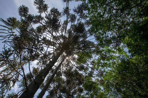 Le pin brésilien, symbole des régions montagneuses du sud du Brésil, en contre-jour, vu de bas en haut
 - Photo, image