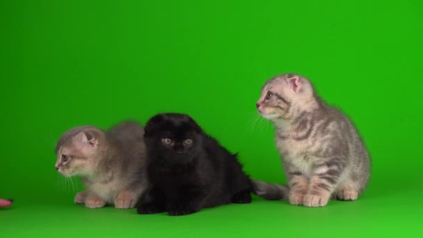 Kätzchen dann graue Katzen auf grünem Hintergrund - Filmmaterial, Video