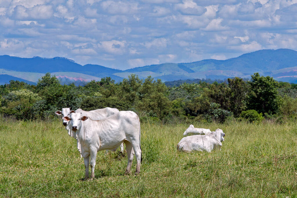 nelore Rinder auf der grünen Weide, mit blauen Hügeln im Hintergrund. sao paulo, brasilien - Foto, Bild