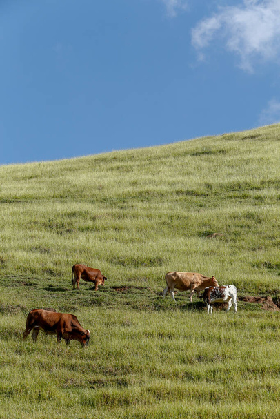 ブラジル サンパウロ州の青い空と緑の芝生の丘の上の放牧 - 写真・画像