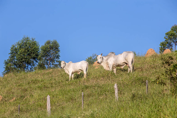 Nelore koeien in weiland hoog op de heuvel. Sao Paulo, Brazilië - Foto, afbeelding