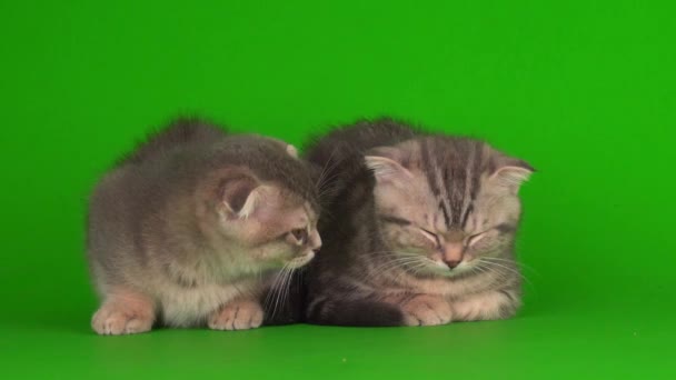 kocięta następnie szare koty na zielonym tle ekranu - Materiał filmowy, wideo