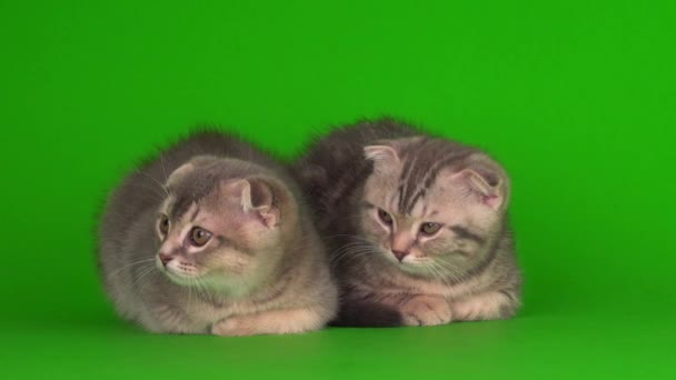 kocięta następnie szare koty na zielonym tle ekranu - Materiał filmowy, wideo