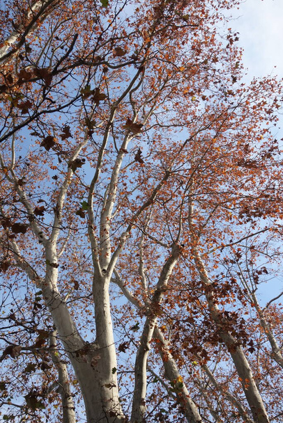 őszi időjárás és őszi táj fával és elszíneződött levelekkel - Fotó, kép