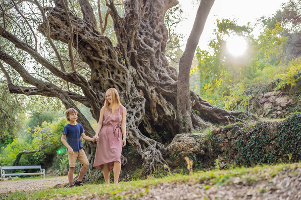 Mom and son tourists looking at 2000 years old olive tree: Stara Maslina in Budva, Montenegro. It is thought to be the oldest tree in Europe and is a tourist attraction. In the background the - 写真・画像