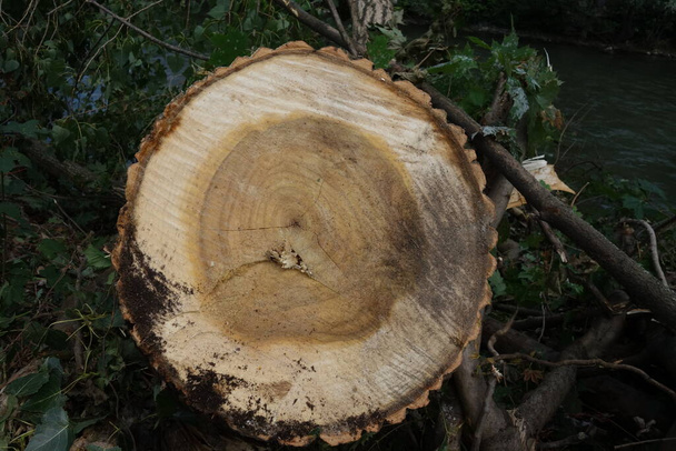κορμό δέντρου μετά την κοπή και την κοπή δέντρου - Φωτογραφία, εικόνα