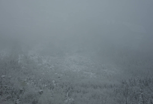Ağaçlar ve beyaz karla kaplı bir kış manzarasında sis - Fotoğraf, Görsel