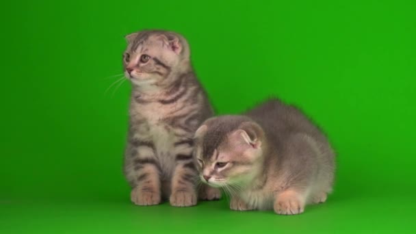 子猫は緑の背景の画面にグレーの猫を置き - 映像、動画