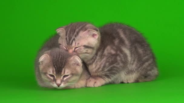 gatito gris gato lop-eared británico en un verde pantalla de fondo - Metraje, vídeo