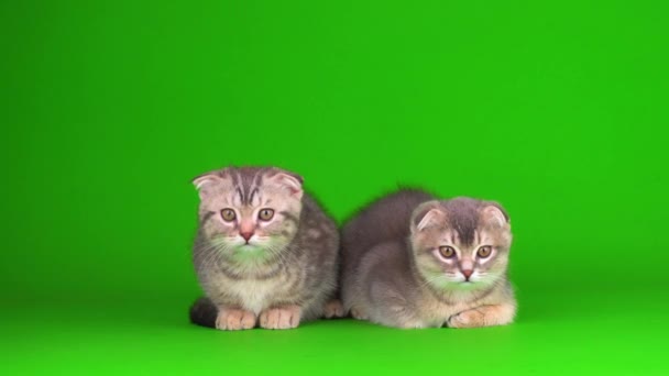 chaton gris chat lop-oreilles britannique sur un écran de fond vert - Séquence, vidéo
