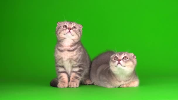 cica szürke macska lop fülű brit -on egy zöld háttér képernyő - Felvétel, videó